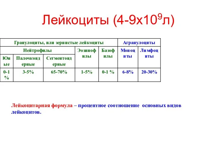 Лейкоциты (4-9х109л) Лейкоцитарная формула – процентное соотношение основных видов лейкоцитов.