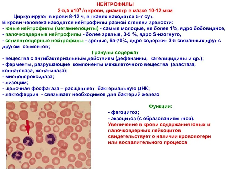 НЕЙТРОФИЛЫ 2-5,5 х109 /л крови, диаметр в мазке 10-12 мкм