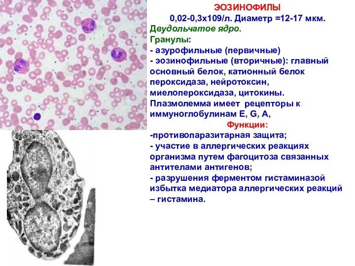 ЭОЗИНОФИЛЫ 0,02-0,3х109/л. Диаметр =12-17 мкм. Двудольчатое ядро. Гранулы: - азурофильные