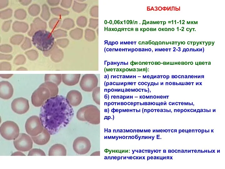 БАЗОФИЛЫ 0-0,06х109/л . Диаметр =11-12 мкм Находятся в крови около