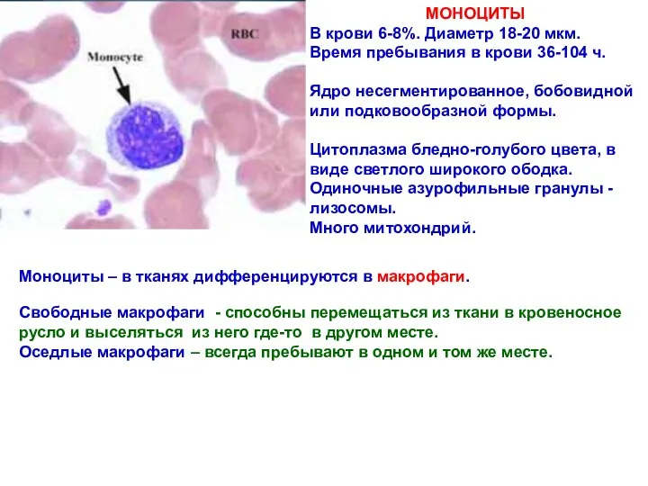 МОНОЦИТЫ В крови 6-8%. Диаметр 18-20 мкм. Время пребывания в