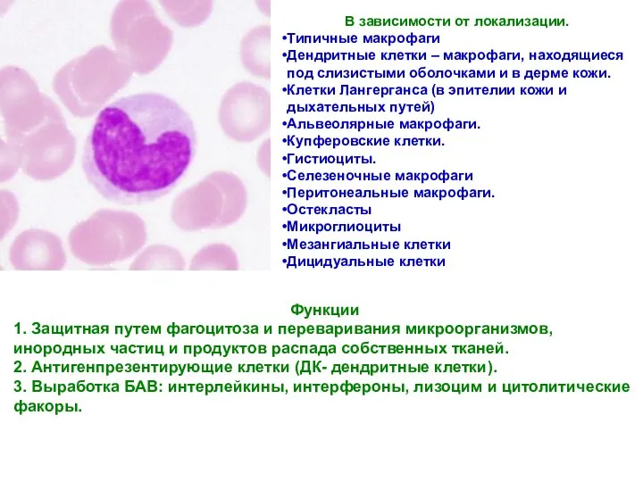 В зависимости от локализации. Типичные макрофаги Дендритные клетки – макрофаги,