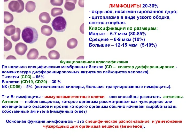 Функциональная классификация По наличию специфических мембранных белков (CD – кластер