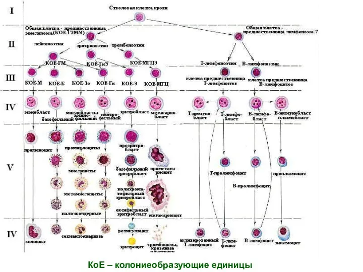 КоЕ – колониеобразующие единицы