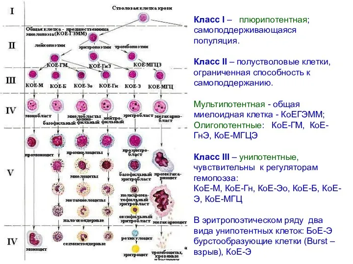 Класс I – плюрипотентная; самоподдерживающаяся популяция. Класс II – полустволовые