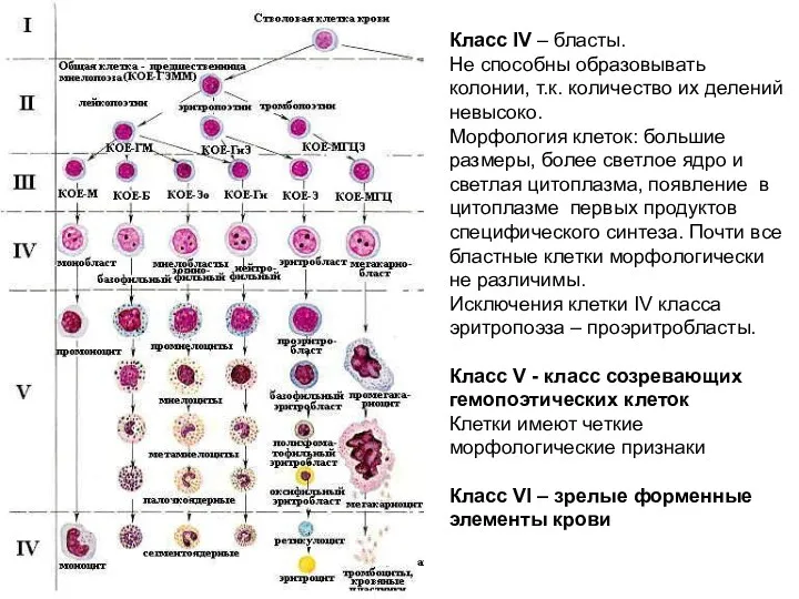 Класс IV – бласты. Не способны образовывать колонии, т.к. количество