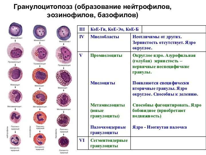 Гранулоцитопоэз (образование нейтрофилов, эозинофилов, базофилов)