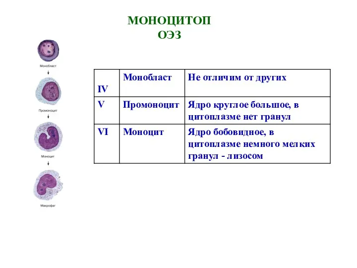 МОНОЦИТОПОЭЗ