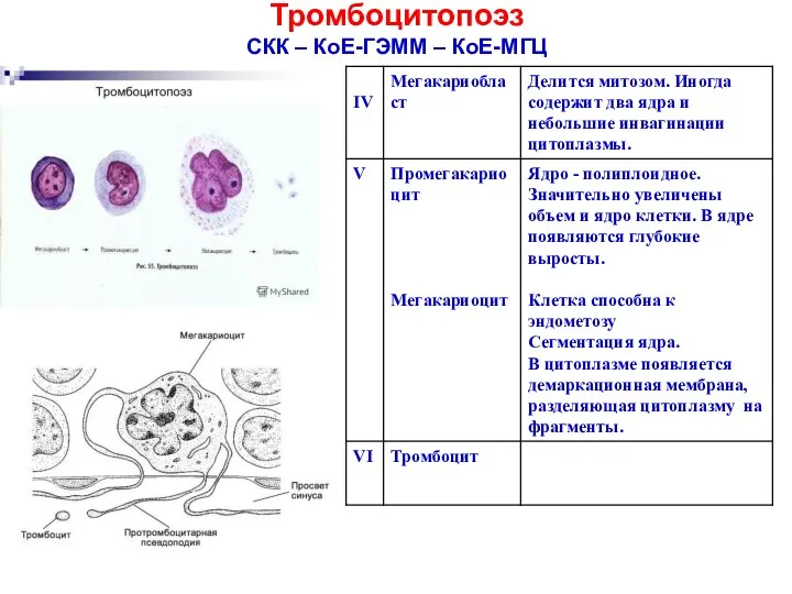 Тромбоцитопоэз СКК – КоЕ-ГЭММ – КоЕ-МГЦ