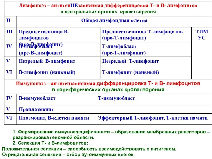 1. Формирование иммуноспецифичности – образование мембранных рецепторов –реаранжировка геномной области.