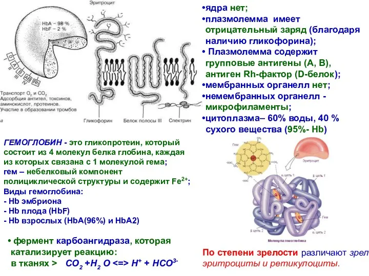 ядра нет; плазмолемма имеет отрицательный заряд (благодаря наличию гликофорина); Плазмолемма