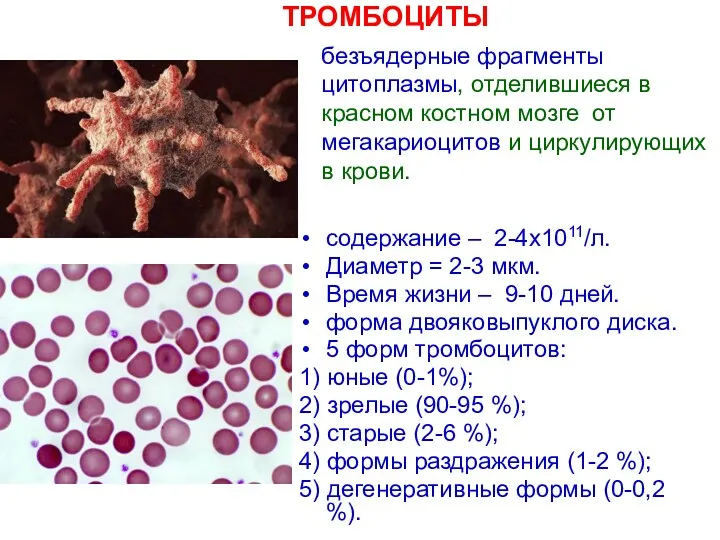 содержание – 2-4х1011/л. Диаметр = 2-3 мкм. Время жизни –