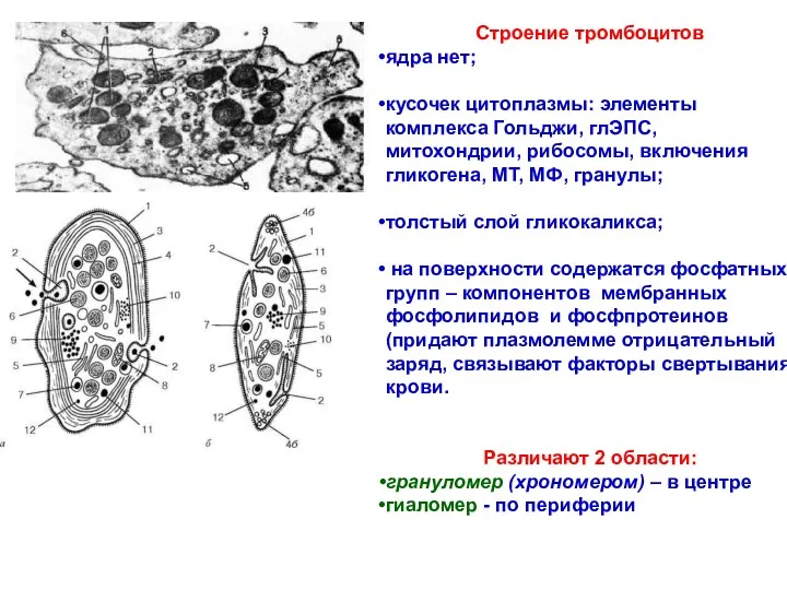 Строение тромбоцитов ядра нет; кусочек цитоплазмы: элементы комплекса Гольджи, глЭПС,