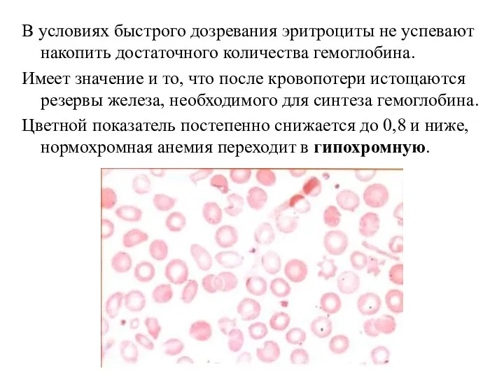 В условиях быстрого дозревания эритроциты не успевают накопить достаточного количества