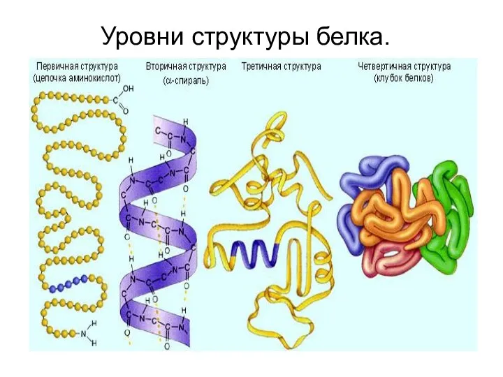 Уровни структуры белка.