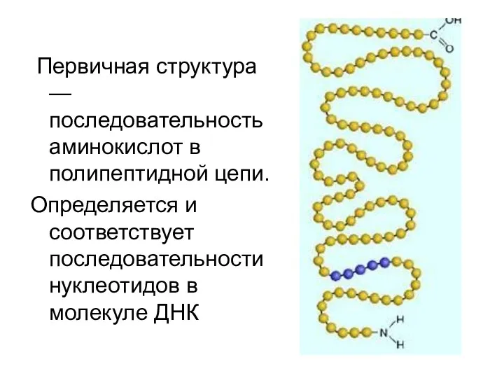 Первичная структура — последовательность аминокислот в полипептидной цепи. Определяется и соответствует последовательности нуклеотидов в молекуле ДНК