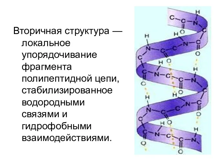 Вторичная структура — локальное упорядочивание фрагмента полипептидной цепи, стабилизированное водородными связями и гидрофобными взаимодействиями.