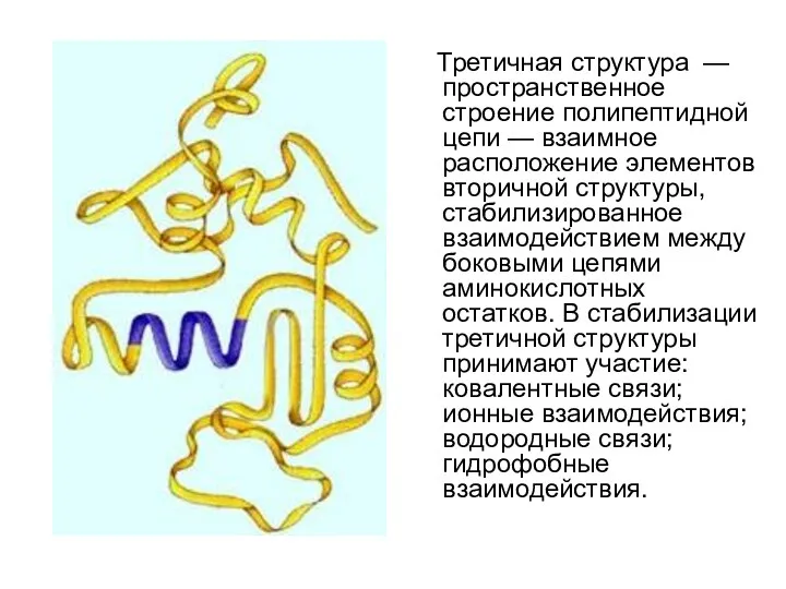 Третичная структура — пространственное строение полипептидной цепи — взаимное расположение элементов вторичной структуры,