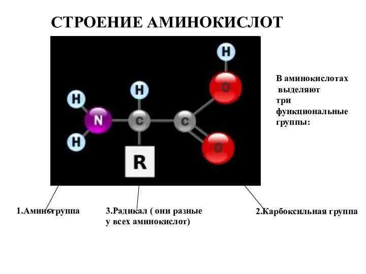 СТРОЕНИЕ АМИНОКИСЛОТ В аминокислотах выделяют три функциональные группы: 1.Аминогруппа 2.Карбоксильная группа 3.Радикал (