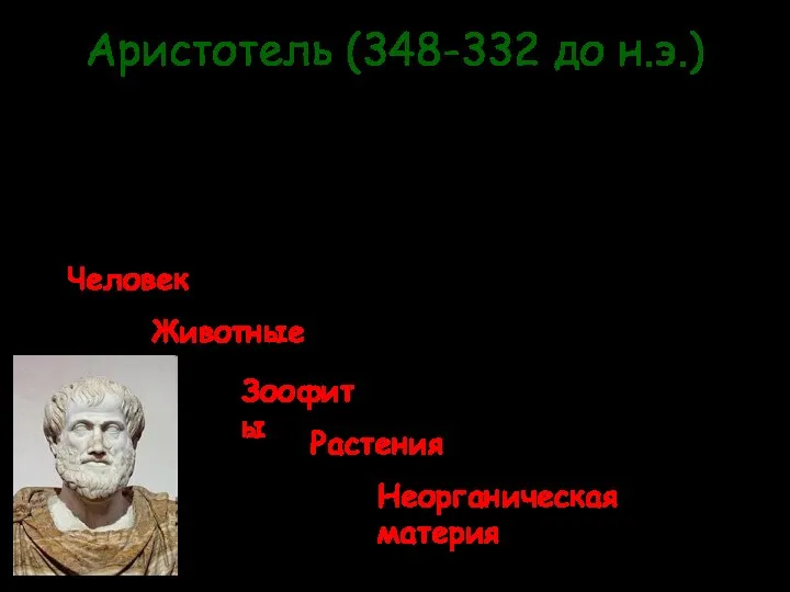 Аристотель (348-332 до н.э.) Признавал постепенное развитие природы «Лестница существ»: