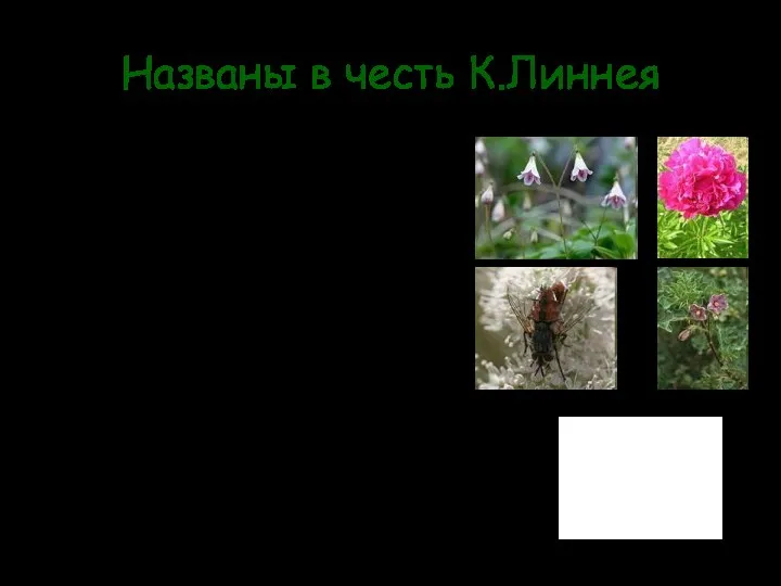 Названы в честь К.Линнея Гибридный сорт Пиона (Paeonia) – в