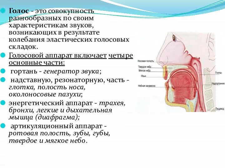 Голос - это совокупность разнообразных по своим характеристикам звуков, возникающих