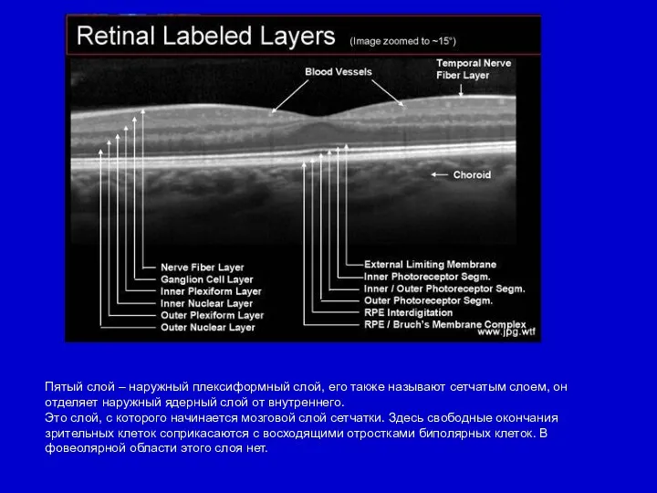 Пятый слой – наружный плексиформный слой, его также называют сетчатым