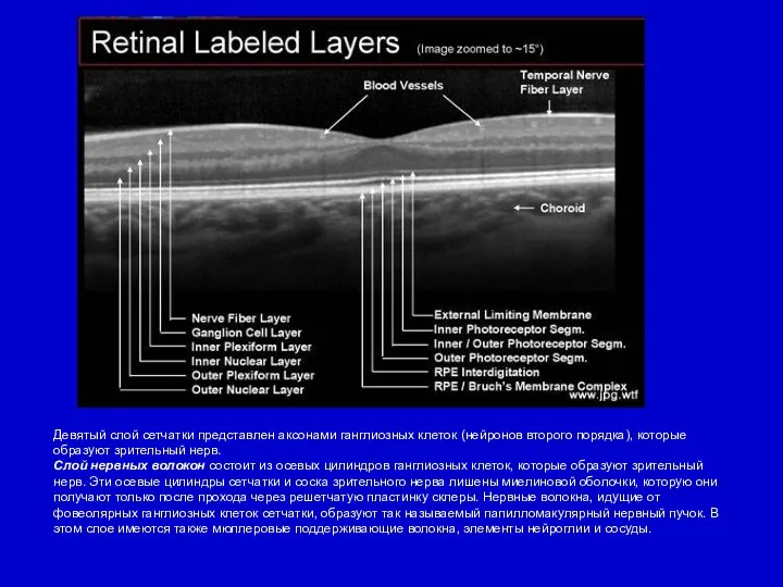 Девятый слой сетчатки представлен аксонами ганглиозных клеток (нейронов второго порядка),