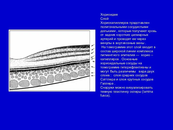Хориоидея Слой Хориокапилляров представлен полигональными сосудистыми дольками , которые получают