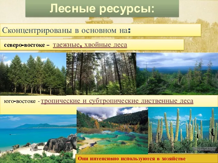 Лесные ресурсы: Сконцентрированы в основном на: северо-востоке – таежные, хвойные