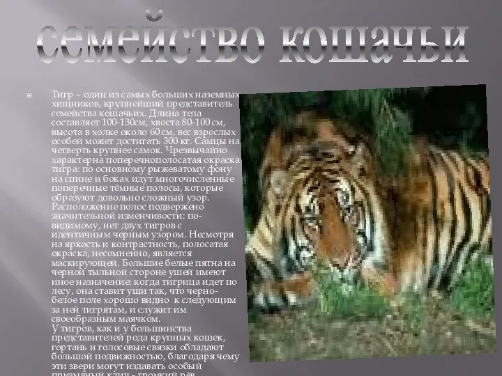 Тигр – один из самых больших наземных хищников, крупнейший представитель