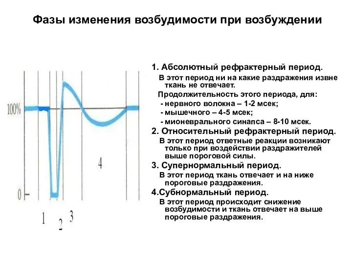 Фазы изменения возбудимости при возбуждении 1. Абсолютный рефрактерный период. В