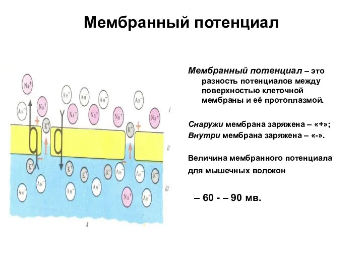 Мембранный потенциал Мембранный потенциал – это разность потенциалов между поверхностью