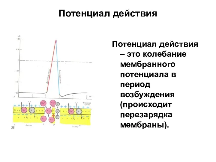 Потенциал действия Потенциал действия – это колебание мембранного потенциала в период возбуждения (происходит перезарядка мембраны).