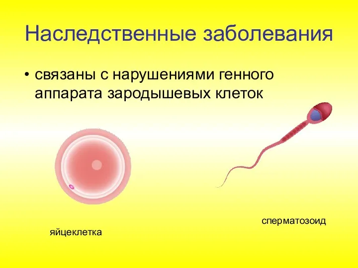 связаны с нарушениями генного аппарата зародышевых клеток сперматозоид яйцеклетка Наследственные заболевания