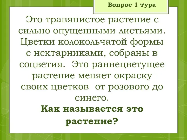 Это травянистое растение с сильно опущенными листьями. Цветки колокольчатой формы