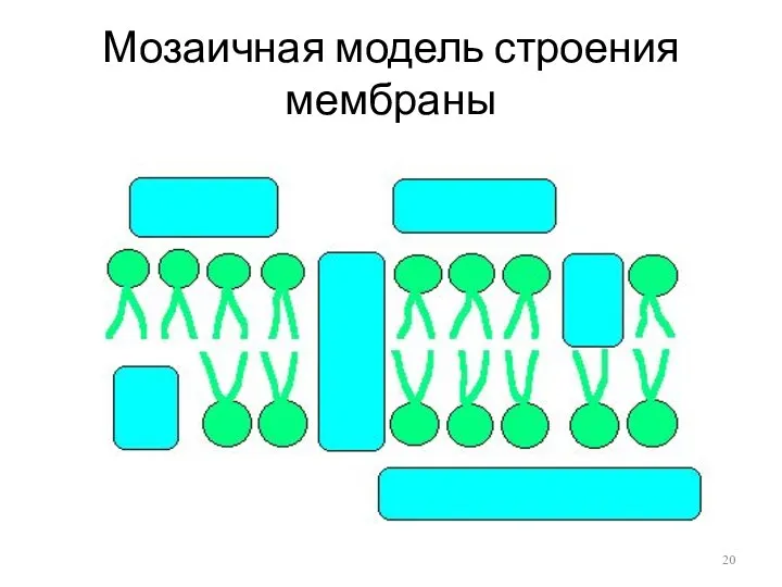 Мозаичная модель строения мембраны