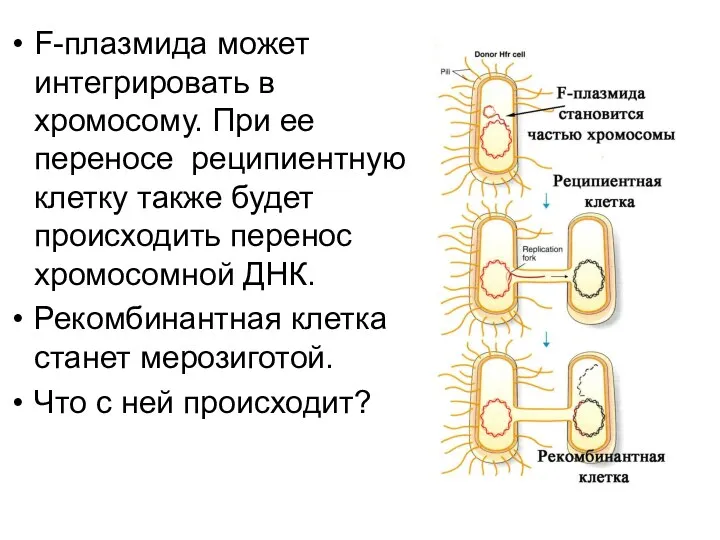 F-плазмида может интегрировать в хромосому. При ее переносе реципиентную клетку