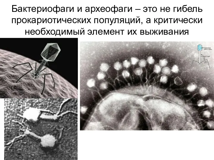 Бактериофаги и археофаги – это не гибель прокариотических популяций, а критически необходимый элемент их выживания