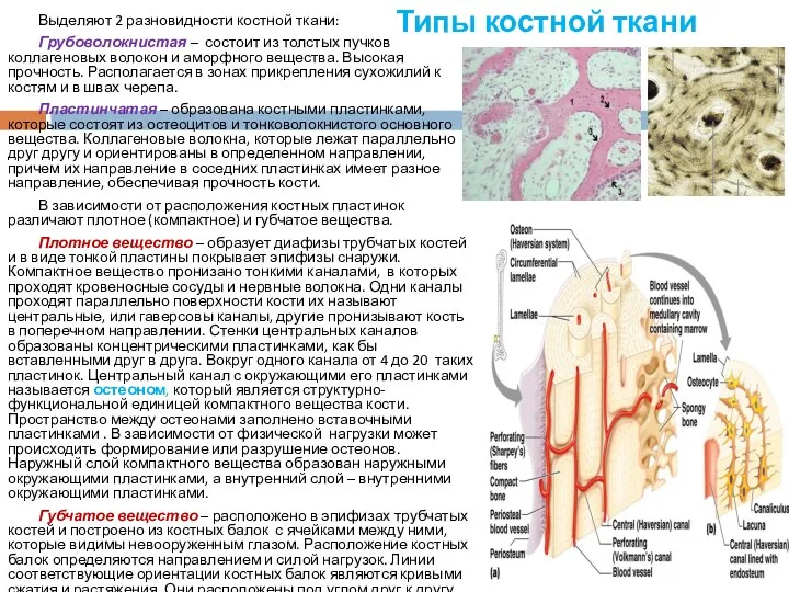 Типы костной ткани Выделяют 2 разновидности костной ткани: Грубоволокнистая –