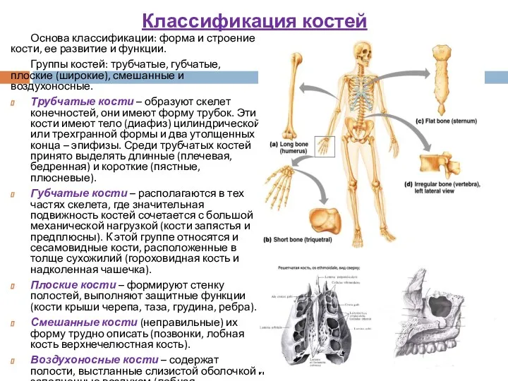Классификация костей Основа классификации: форма и строение кости, ее развитие и функции. Группы