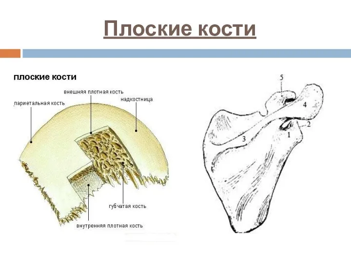 Плоские кости