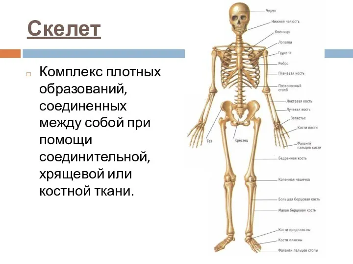 Скелет Комплекс плотных образований, соединенных между собой при помощи соединительной, хрящевой или костной ткани.