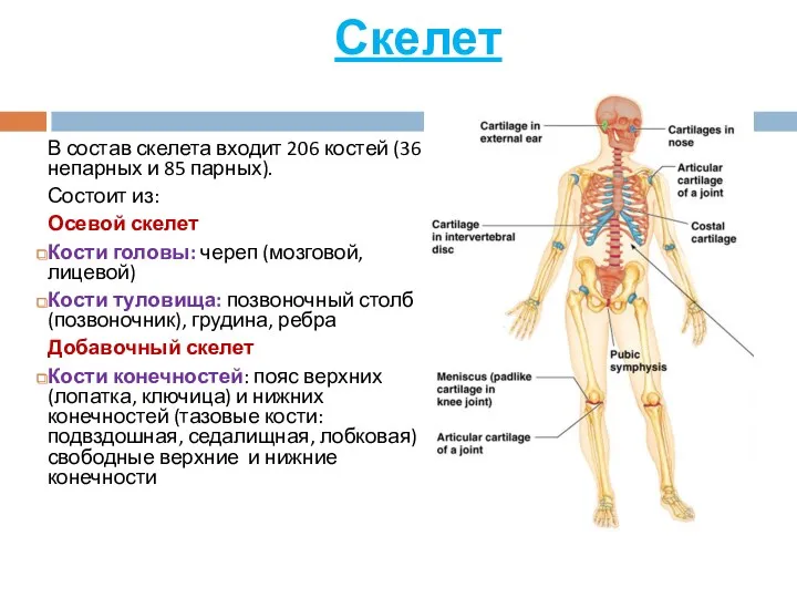 Скелет В состав скелета входит 206 костей (36 непарных и 85 парных). Состоит