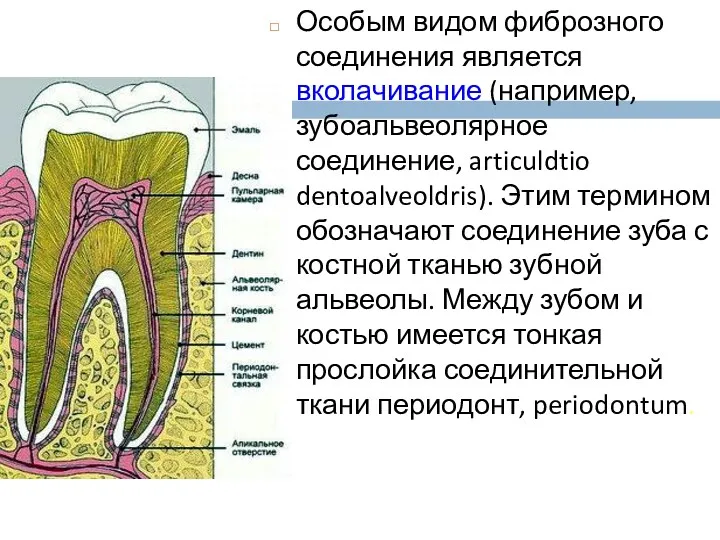 Особым видом фиброзного соединения является вколачивание (например, зубоальвеолярное соединение, articuldtio dentoalveoldris). Этим термином