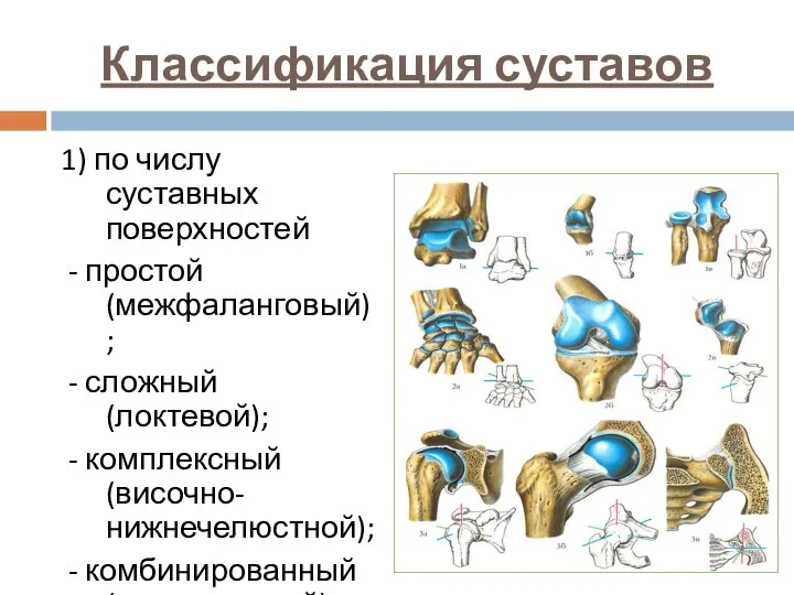 Классификация суставов 1) по числу суставных поверхностей - простой (межфаланговый); - сложный (локтевой);