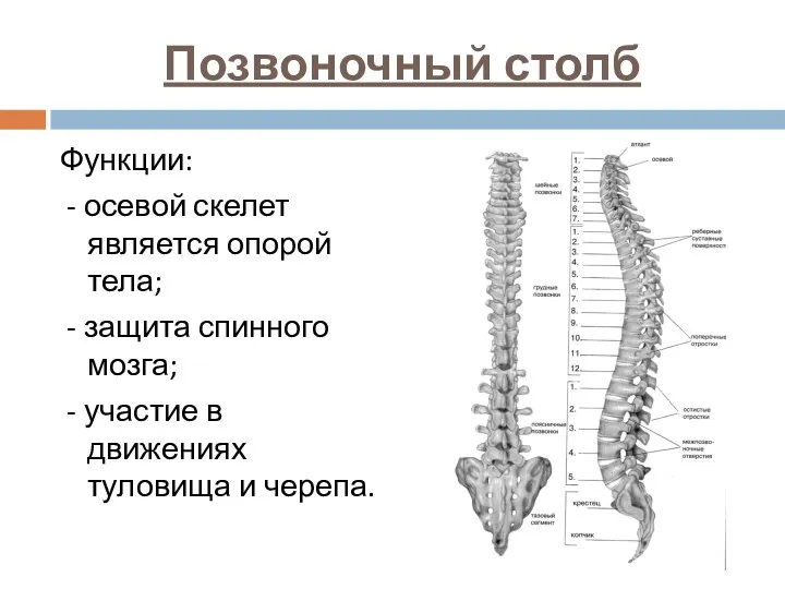 Позвоночный столб Функции: - осевой скелет является опорой тела; - защита спинного мозга;