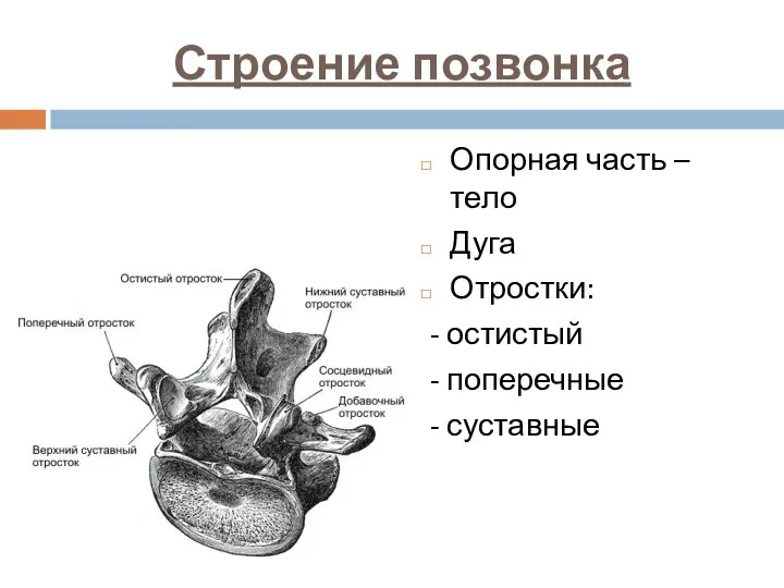 Строение позвонка Опорная часть – тело Дуга Отростки: - остистый - поперечные - суставные