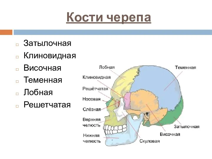 Кости черепа Затылочная Клиновидная Височная Теменная Лобная Решетчатая