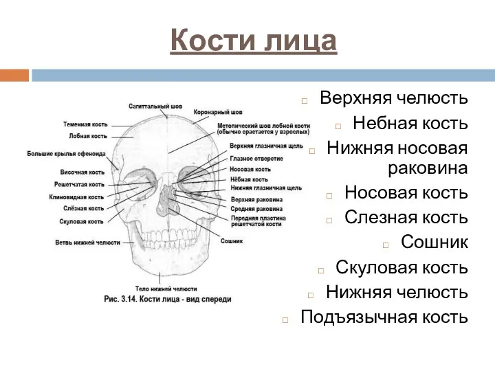 Кости лица Верхняя челюсть Небная кость Нижняя носовая раковина Носовая кость Слезная кость